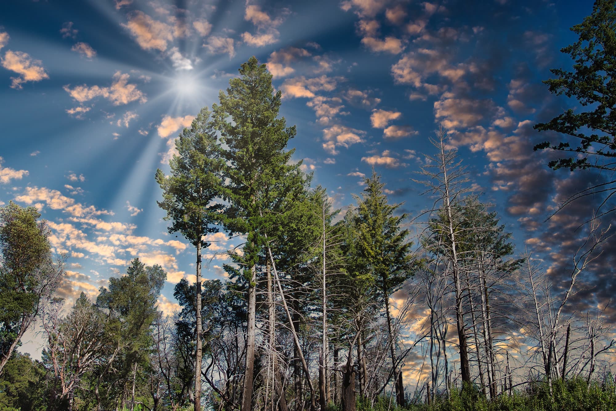Sunlight breaking through the redwood canopy in the Santa Cruz Mountains