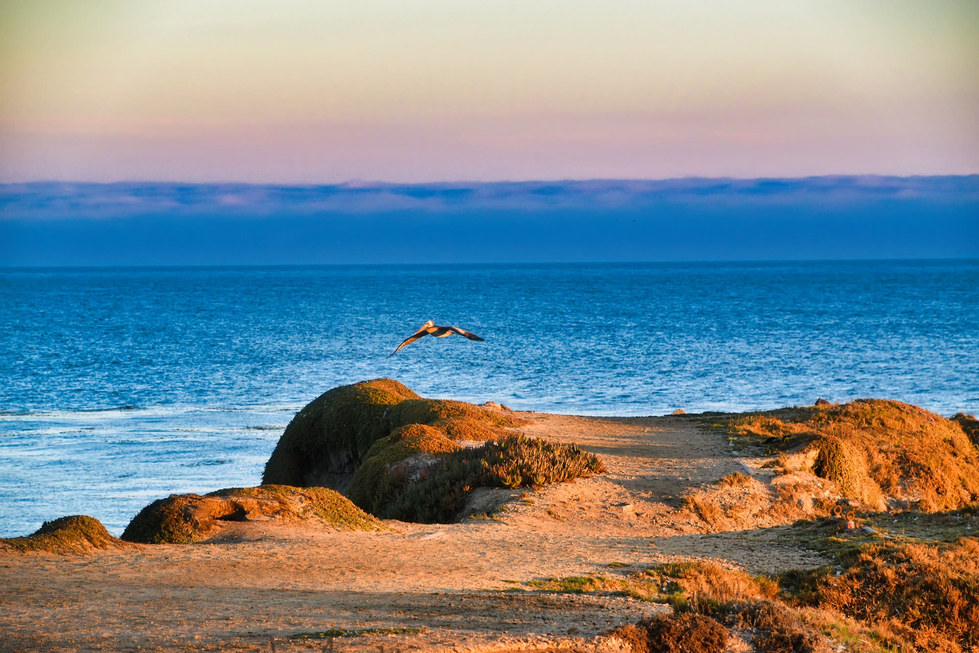 A pelican flying over the Santa Cruz, California coastline at sunset